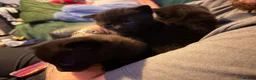 Mixed Breed cats for sale: Brown fluffy kittens  - Advert 10