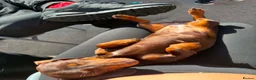 Miniature Dachshund dogs for sale: Choc brown miniature dachshund  - Advert 4