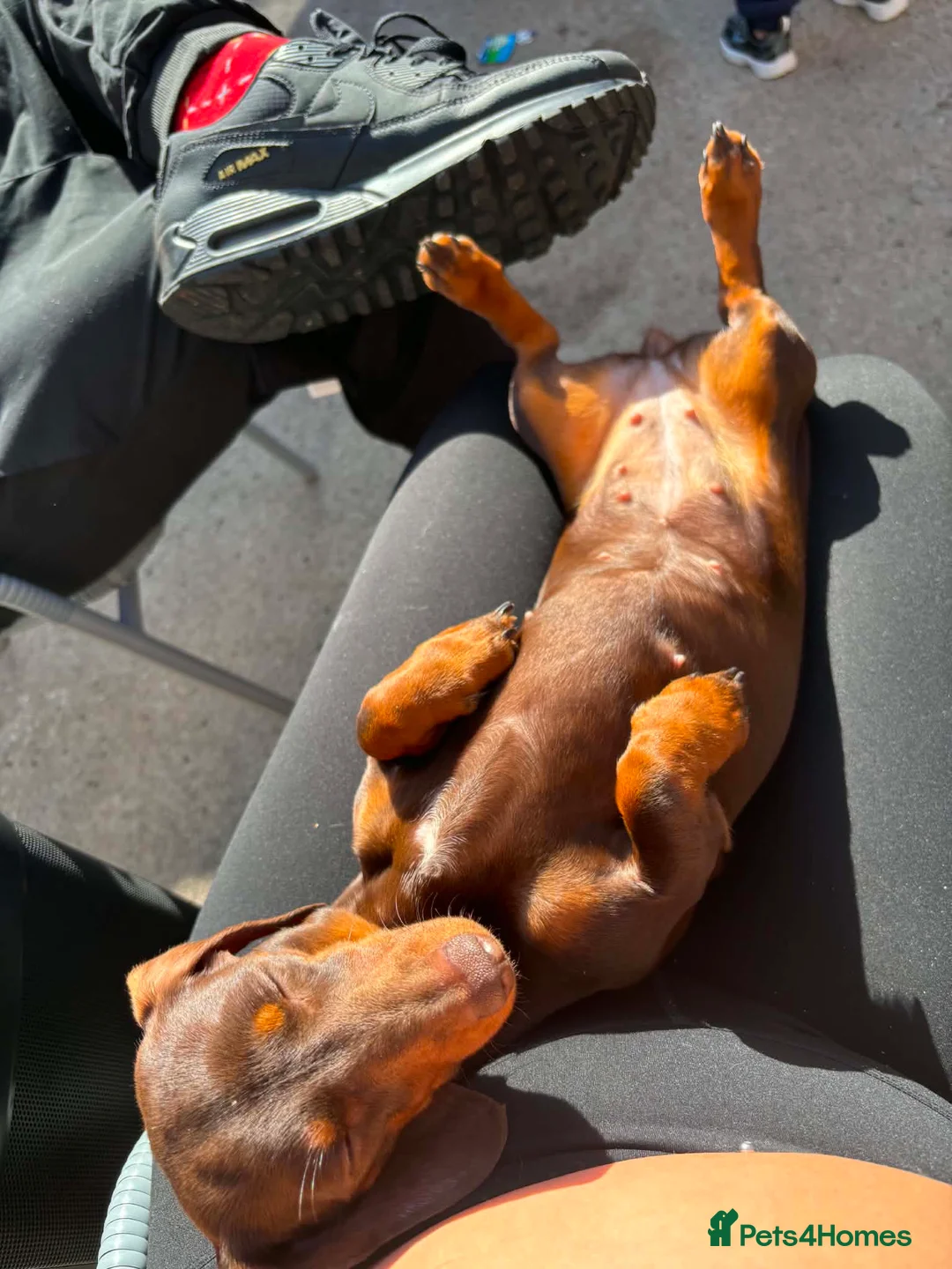 Miniature Dachshund dogs for sale: Choc brown miniature dachshund  - Advert 4