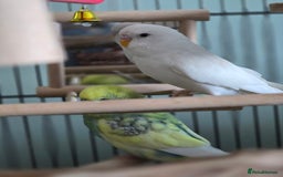 Budgerigars birds for sale: 2 beautiful male budgies - Image 2