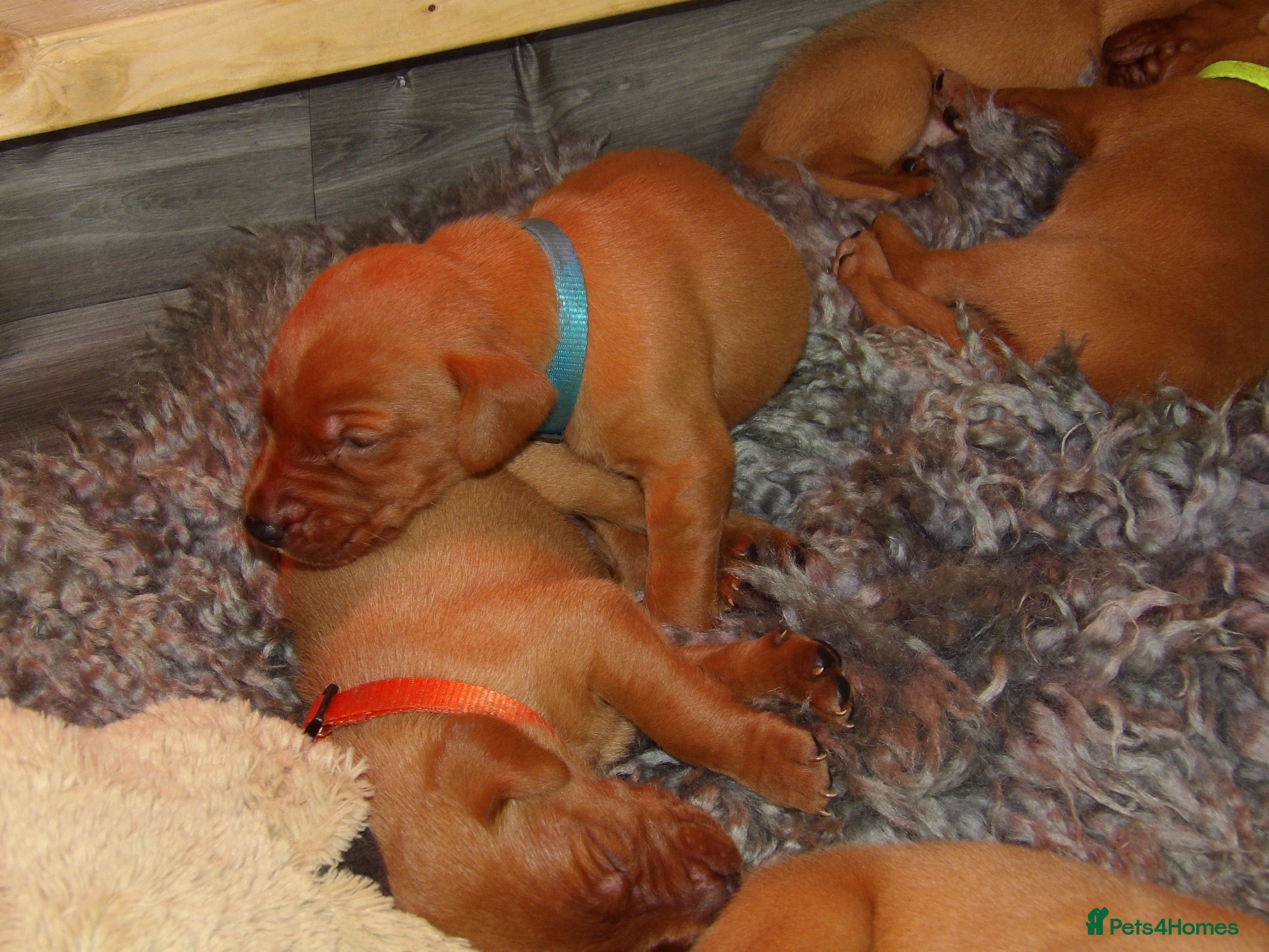 Labrador Retriever dogs Dark Fox Red Labrador Puppies – Exceptional Lines - Advert 2