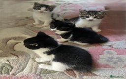 Mixed Breed cats for sale: 4 Sweet tempered kittens looking for loving homes - Image 15