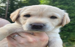 Labrador Retriever dogs for sale: 1 x Black Dog - KC reg, FTCH sired in Droitwich - Image 10