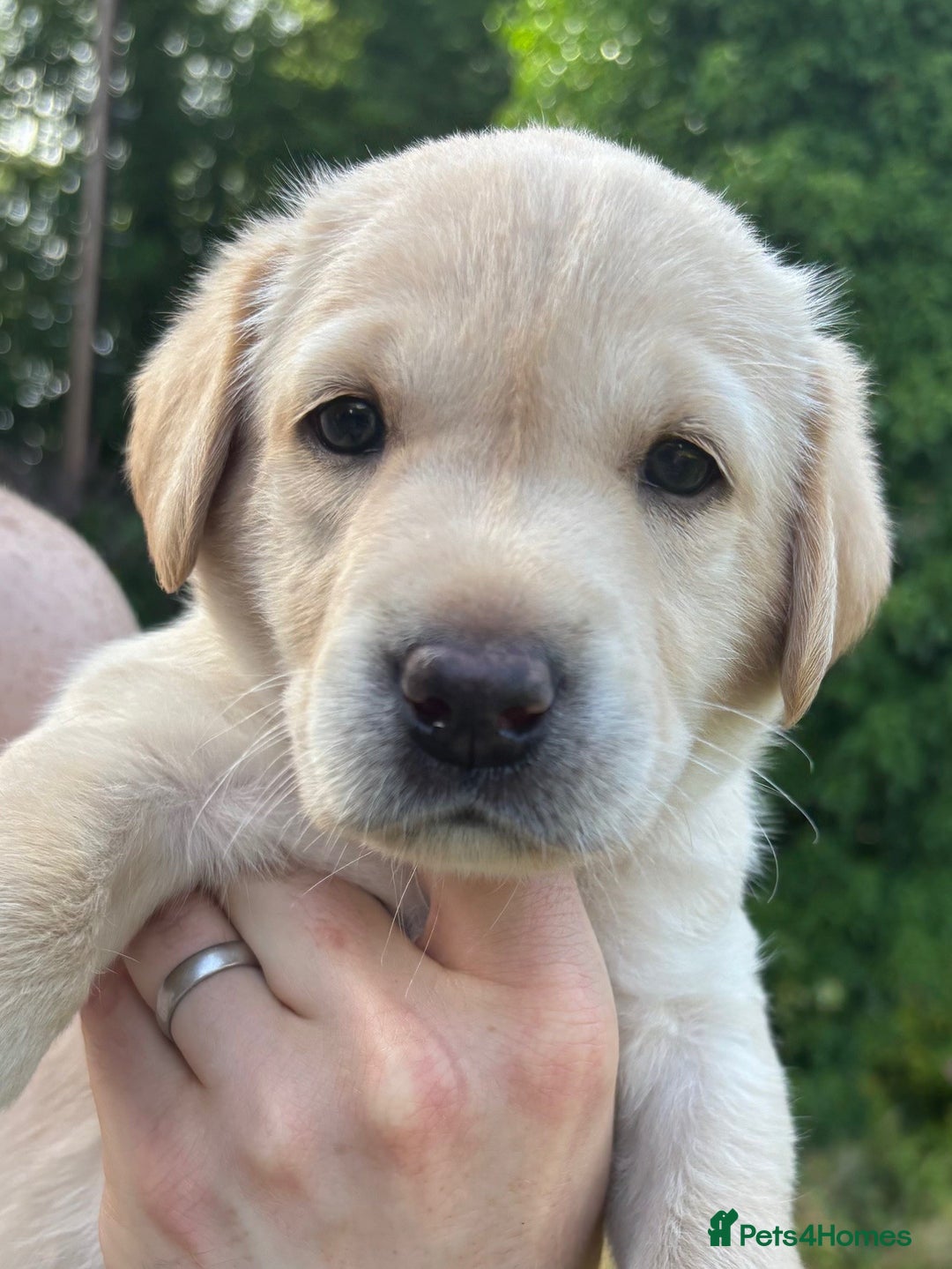 Labrador Retriever dogs for sale: 1 x Black Dog - KC reg, FTCH sired in Droitwich - Image 10