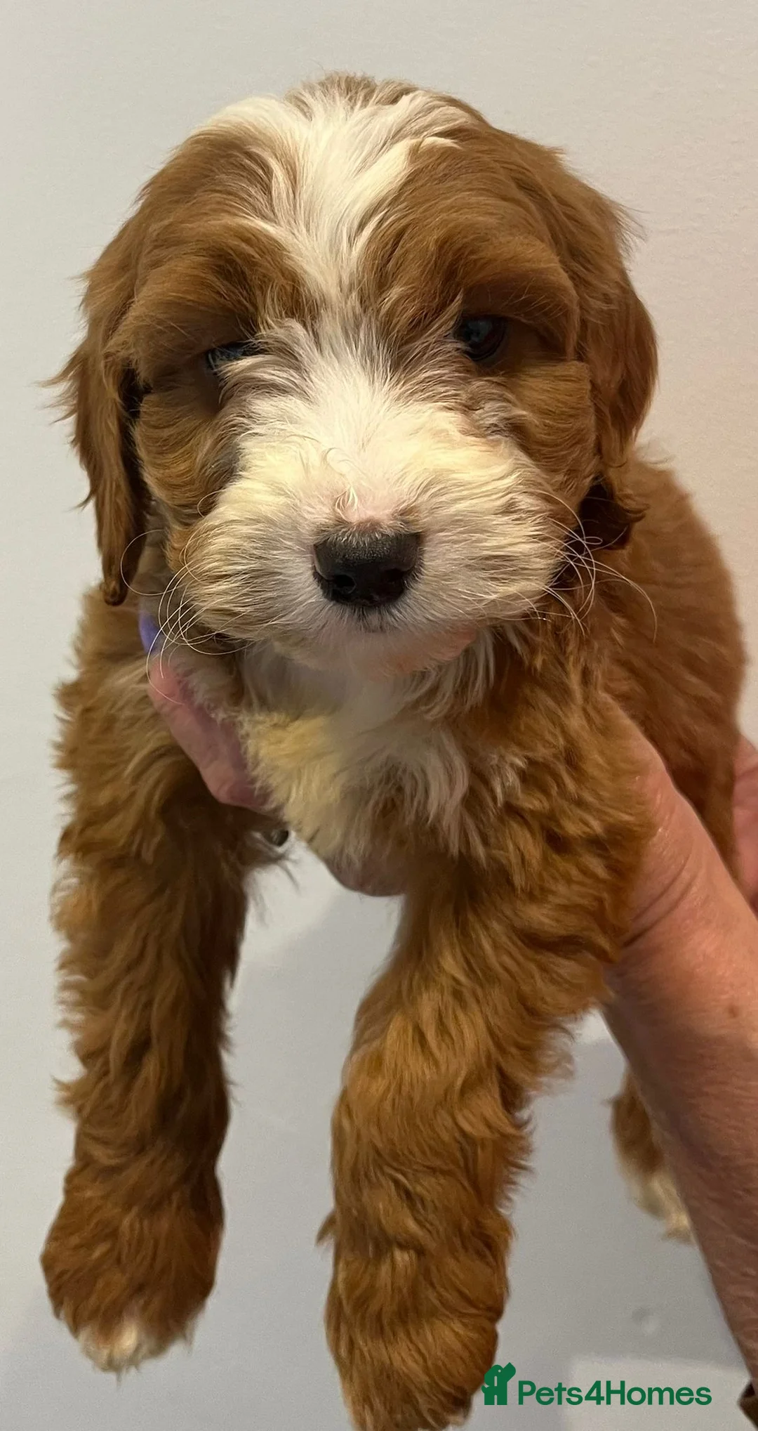 Cockapoo dogs for sale: F1 cockepoo  - Advert 8