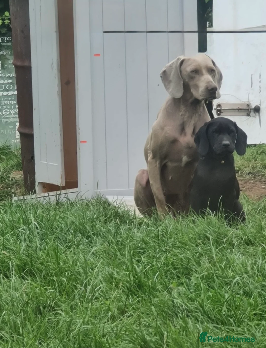 Mixed Breed dogs for sale: 8 F2B LABMARANER / WEIMADOR  - Advert 10