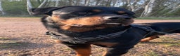 Rottweiler dogs for stud: •PROVEN •Very experienced stunning Rottweiler Stud in Doncaster - Advert 21