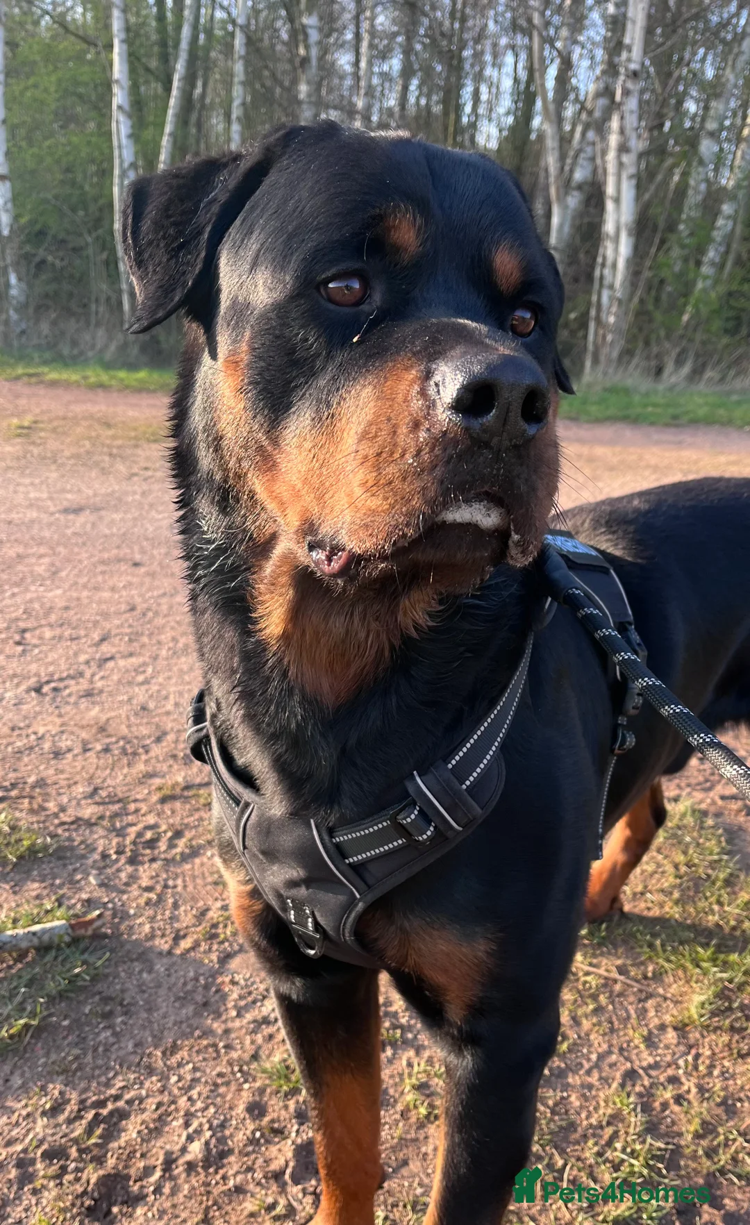 Rottweiler dogs for stud: •PROVEN •Very experienced stunning Rottweiler Stud in Doncaster - Advert 21