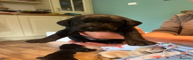 Labrador Retriever 5