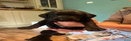 Labrador Retriever dogs for sale: Labrador Puppies - Advert 14