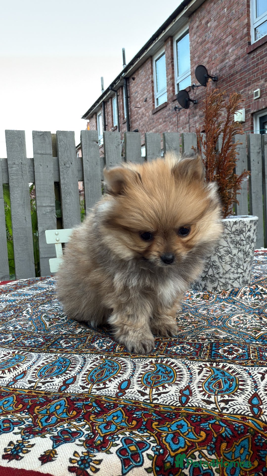 Pomeranian dogs for sale: Pomeranian boys - Image 11
