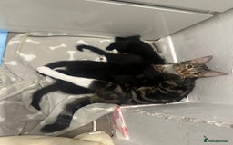 Mixed Breed cats for sale: 4 Female Ghost Tabby’s For Sale - Image 10