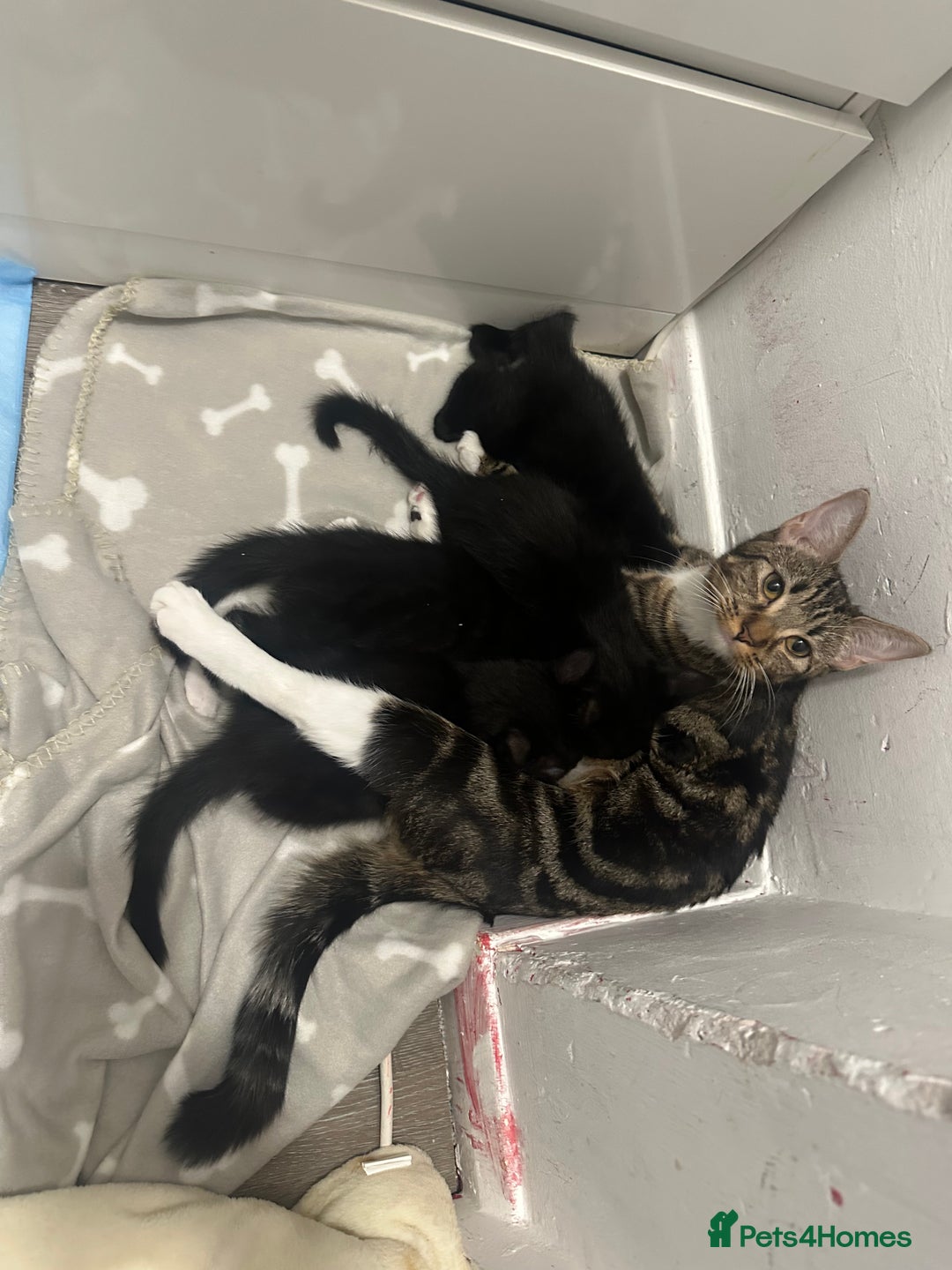 Mixed Breed cats for sale: 4 Female Ghost Tabby’s For Sale - Image 10