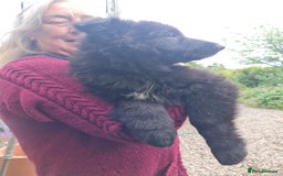 German Shepherd dogs for sale: 1 very large  longhaired Black gsd male . in Lockerbie - Image 19