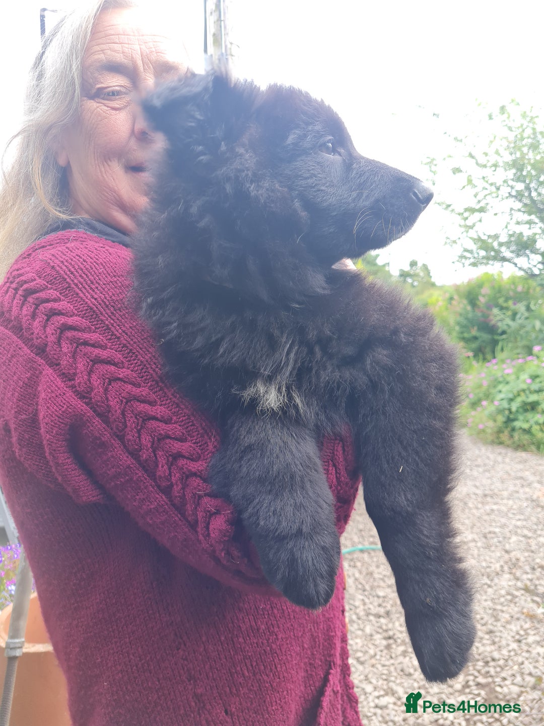 German Shepherd dogs for sale: 1 very large  longhaired Black gsd male . in Lockerbie - Image 19