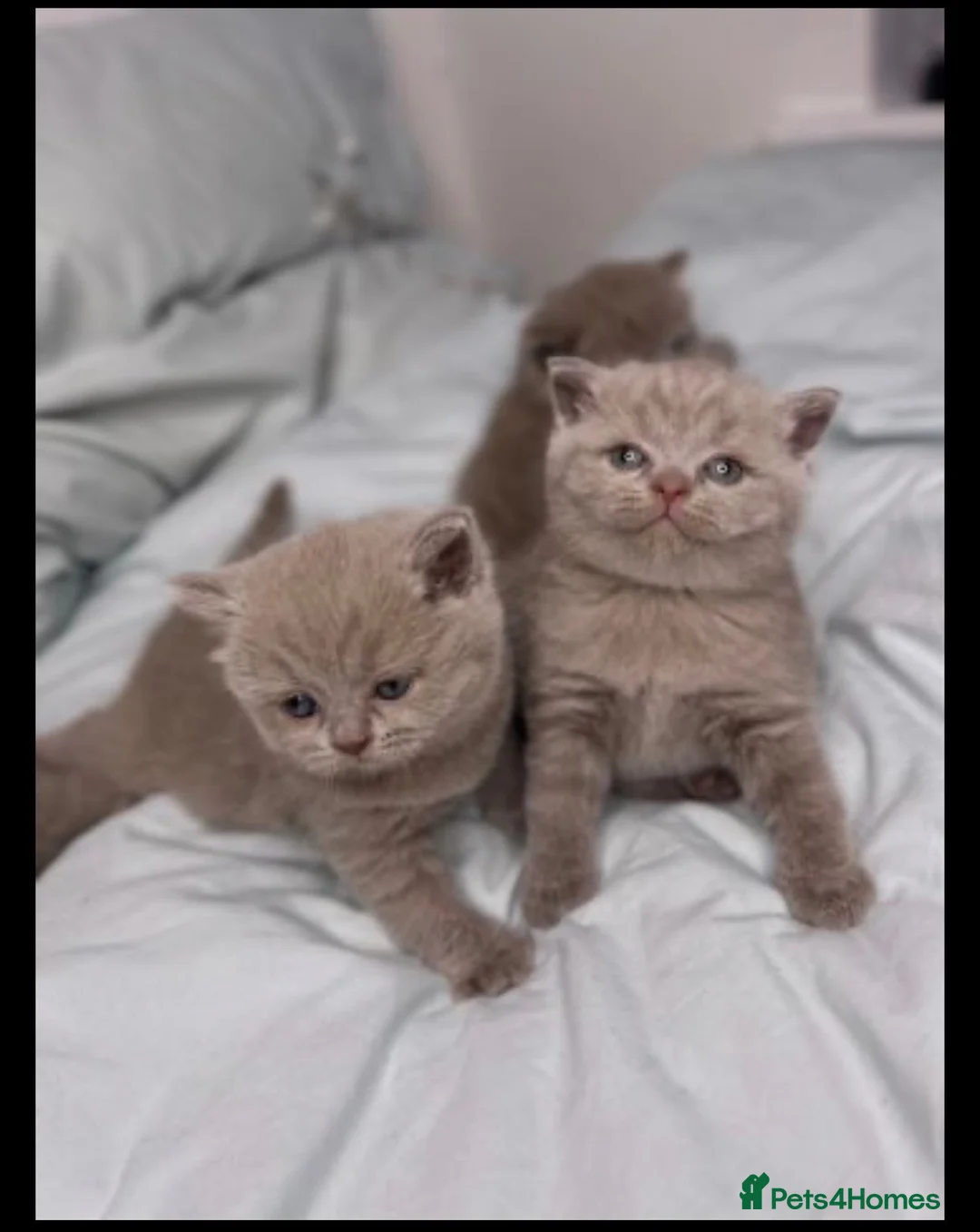 British Shorthair cats for sale: LILAC BSH KITTEN- - Advert 5