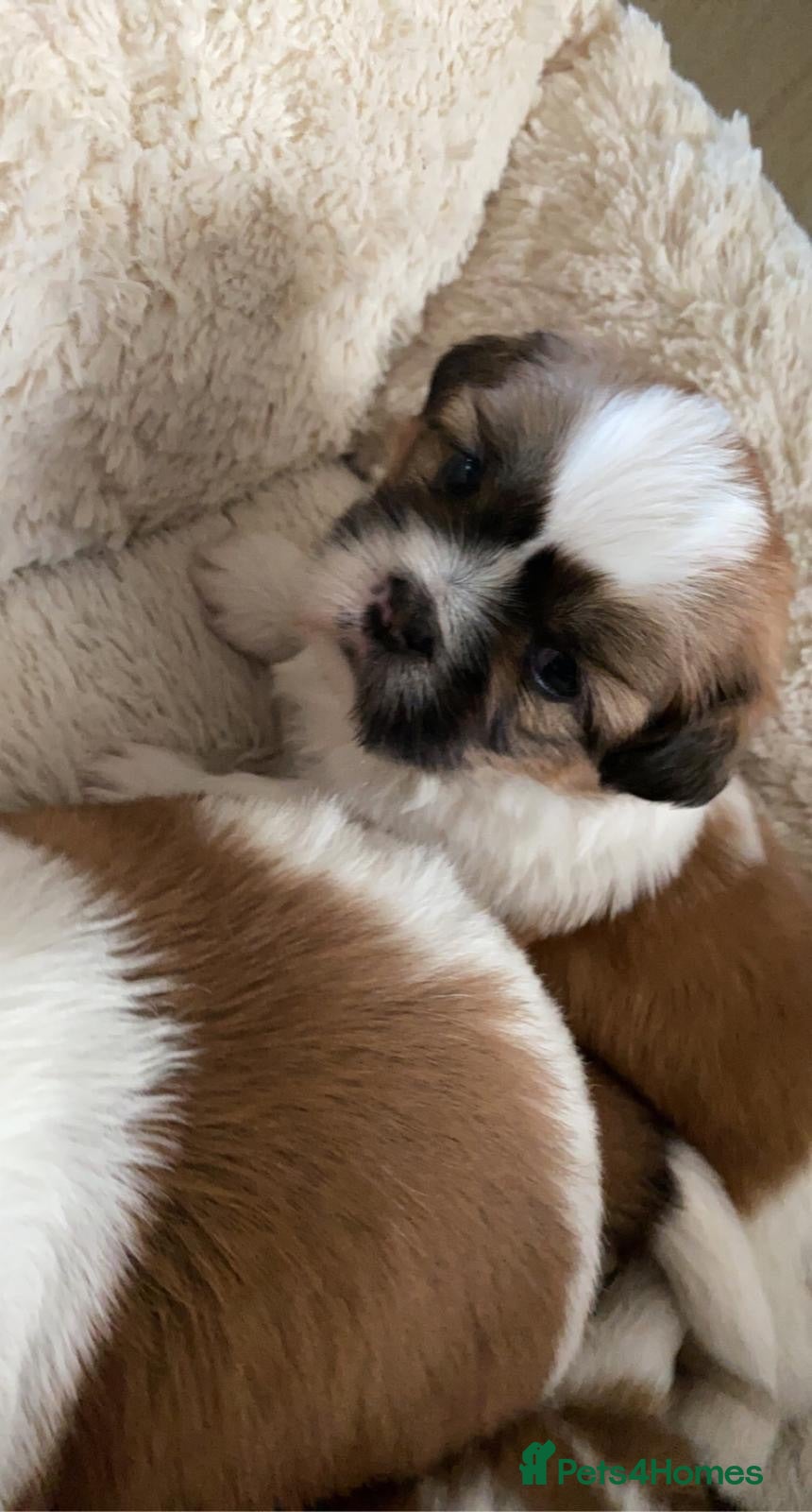 Shih Tzu dogs Beautiful litter of Shih Tzu puppies - Advert 2