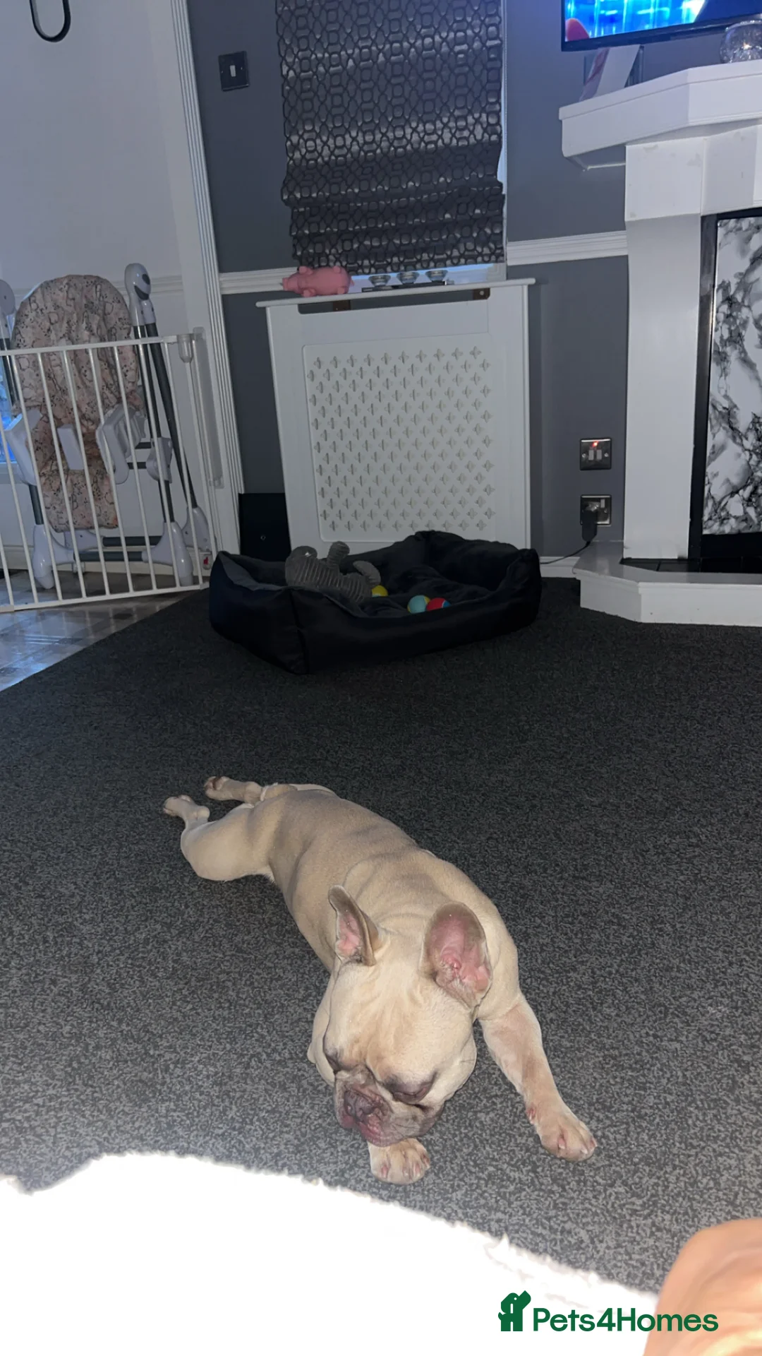 French Bulldog dogs for sale: Rehoming our Gorgeous boy  - Advert 4
