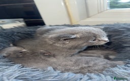 British Shorthair cats for sale: 5 remarkable British shorthairs  - Image 7