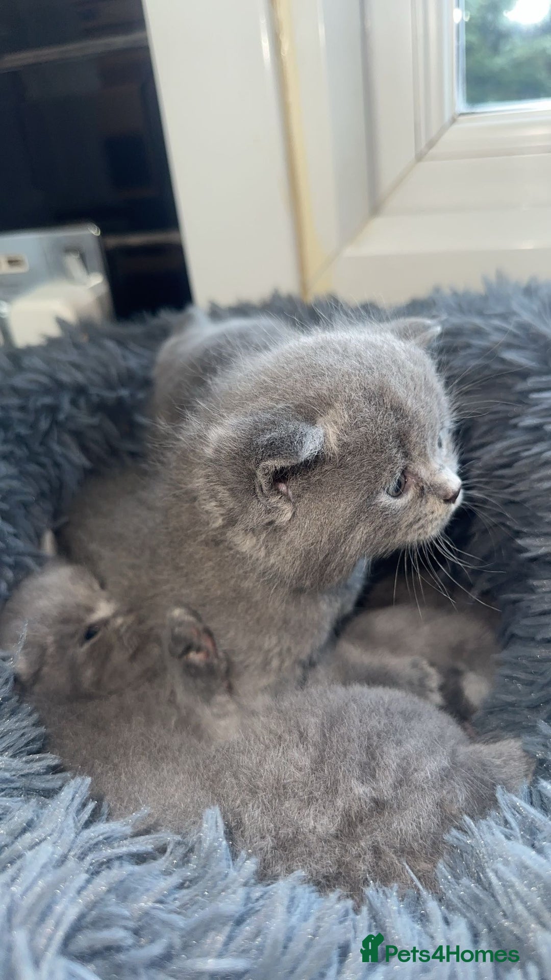 British Shorthair cats for sale: 5 remarkable British shorthairs  - Image 7
