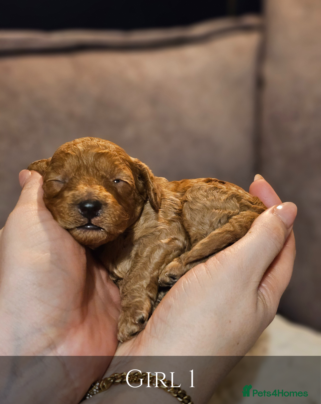 Cavapoo dogs for sale: 5 Beautiful Deep Red Cavapoo Pups - Advert 23