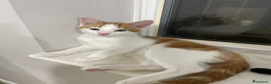 Ginger and white 