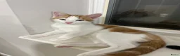 Mixed Breed cats for sale: Beautiful Kittens for Sale - Advert 20