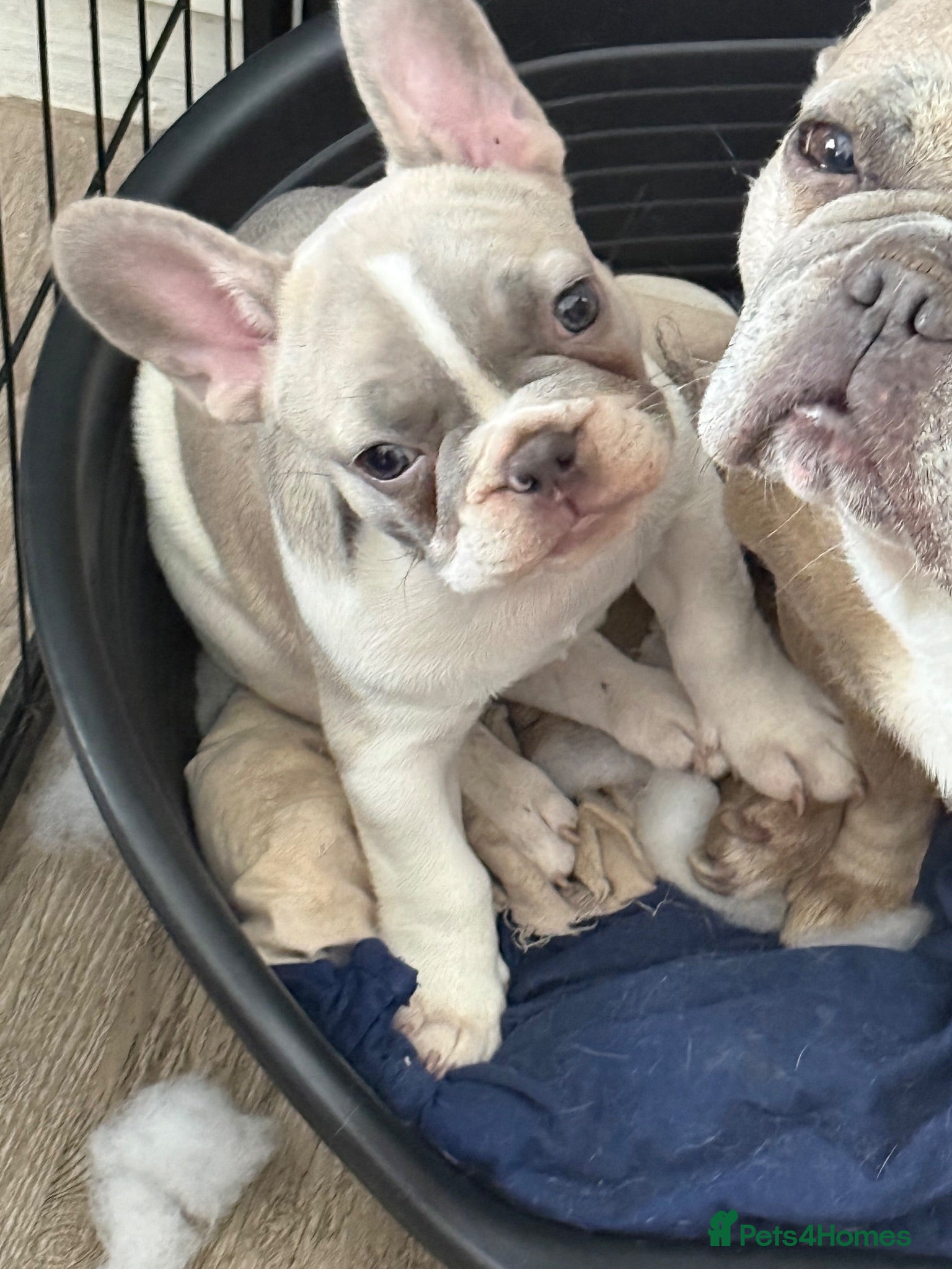 French Bulldog dogs French bull dog puppy. 10 weeks. ready now - Advert 14