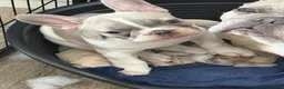 French Bulldog dogs for sale: French bull dog puppy. 10 weeks. ready now in Birkenhead - Advert 1