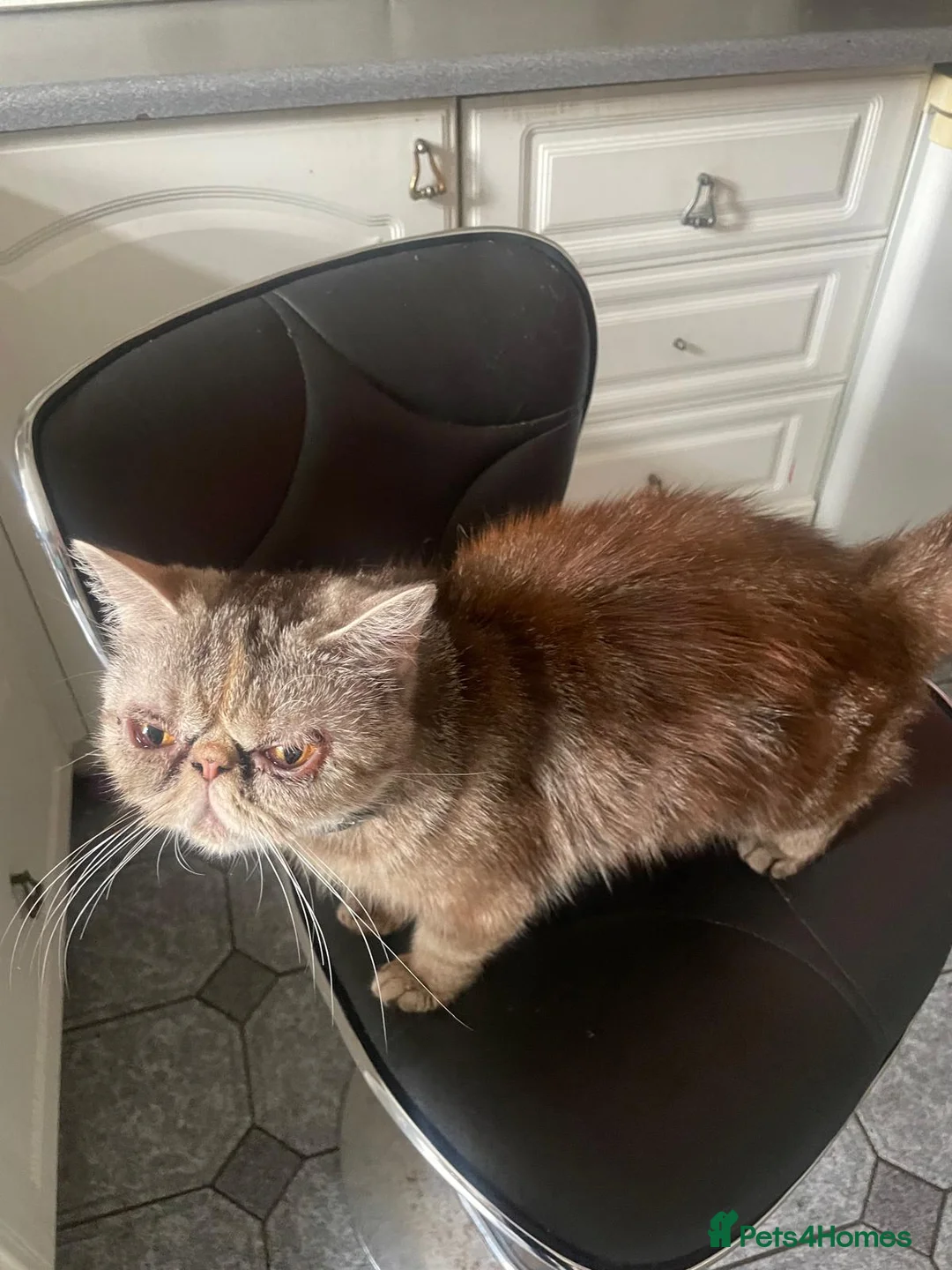 British Longhair cats for sale: Adorable Fluffy Kitten 🐾 - Advert 10
