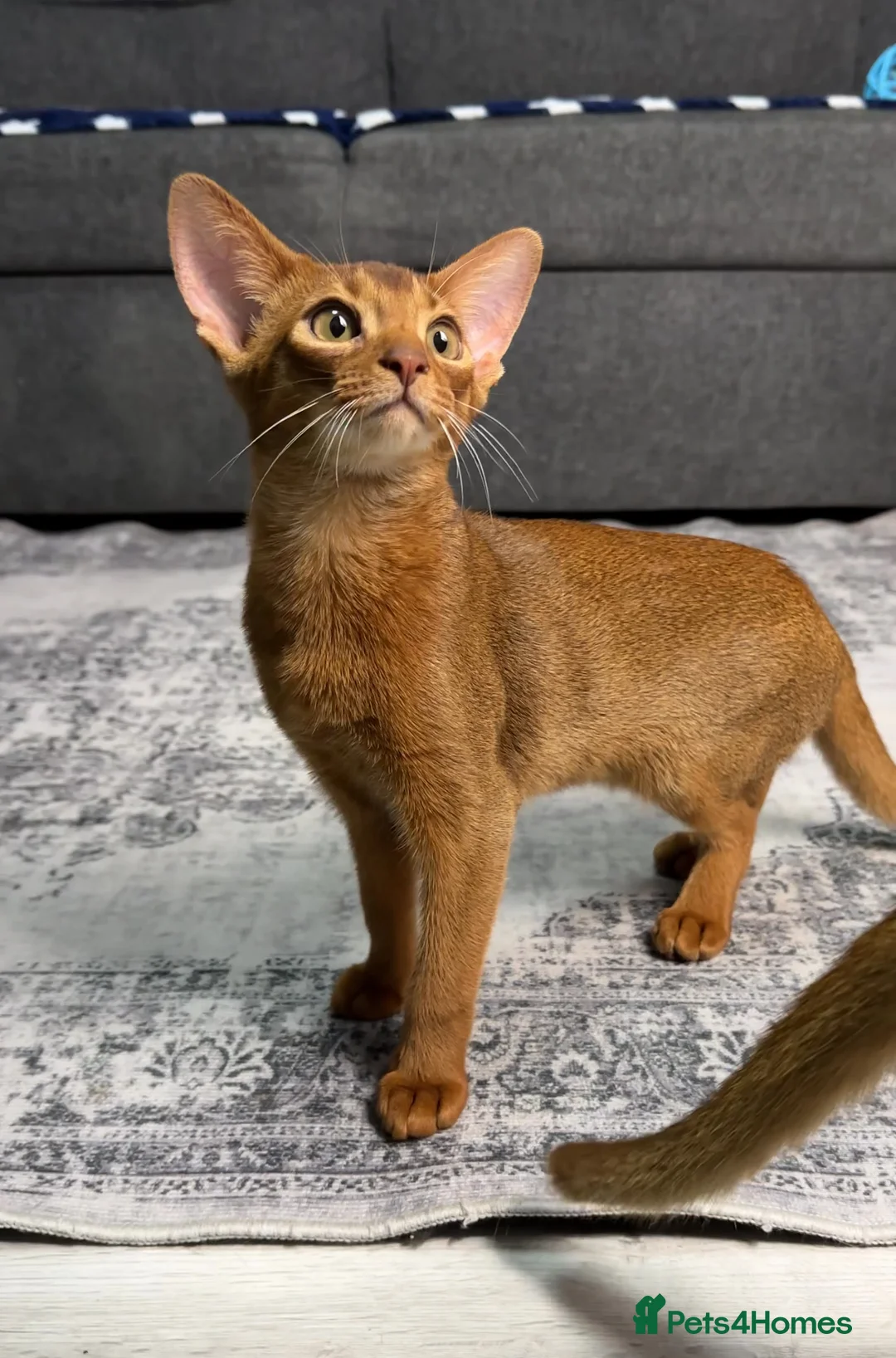 Abyssinian cats for sale: One boy left🤎Raised with Love Abyssinian Kittens - Advert 10