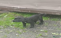Sprocker dogs for sale: 8 gorgeous Sprocker puppies  - Image 18