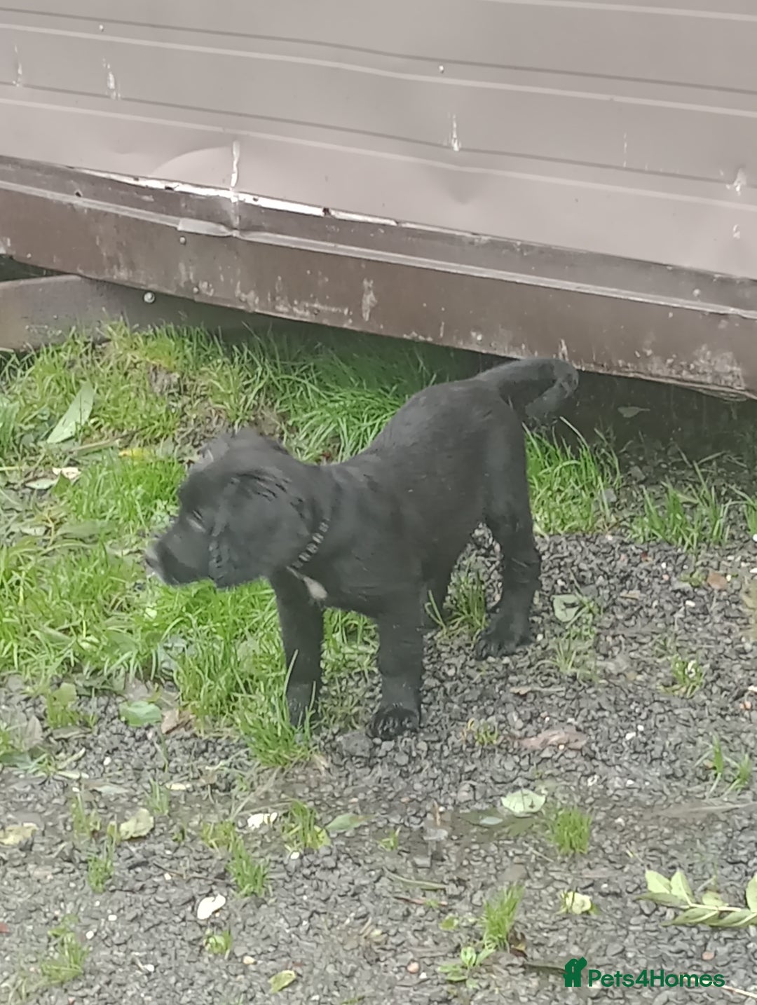 Sprocker dogs for sale: 8 gorgeous Sprocker puppies  - Image 18