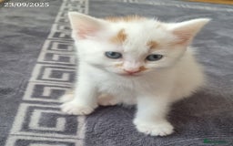 Domestic Shorthair cats for sale: 🐾2 Adorable Kittens Looking for Loving Homes🐾 - Image 5
