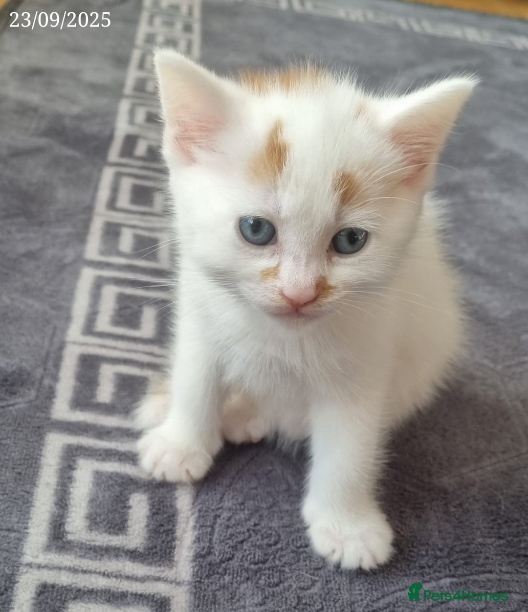 Domestic Shorthair cats for sale: 🐾2 Adorable Kittens Looking for Loving Homes🐾 - Image 5