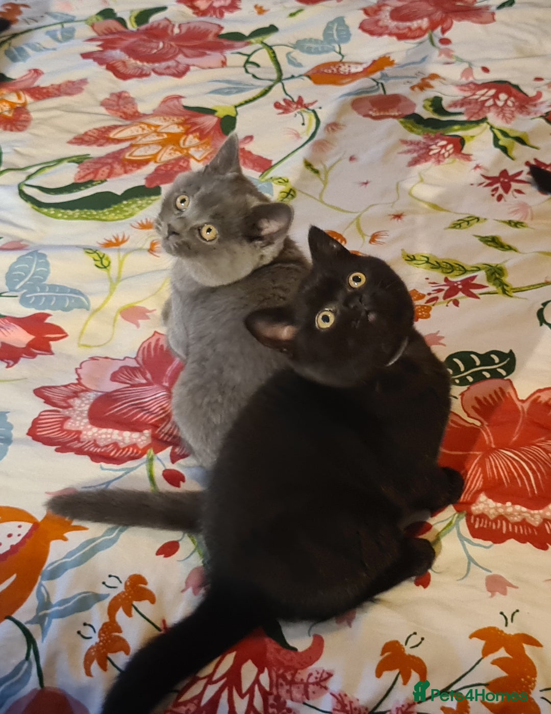 British Shorthair cats for sale: British shorthair black and blue kittens - Advert 5