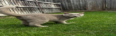 British Shorthair 5