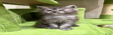 Maine Coon 2