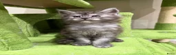 Maine Coon cats for sale: Champion blood line Mainecoon kittens  - Advert 1