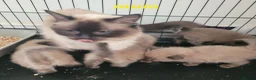 Ragdoll cats for sale: 4 beautiful seal mink ragdolls available 8/8/26 - Advert 6