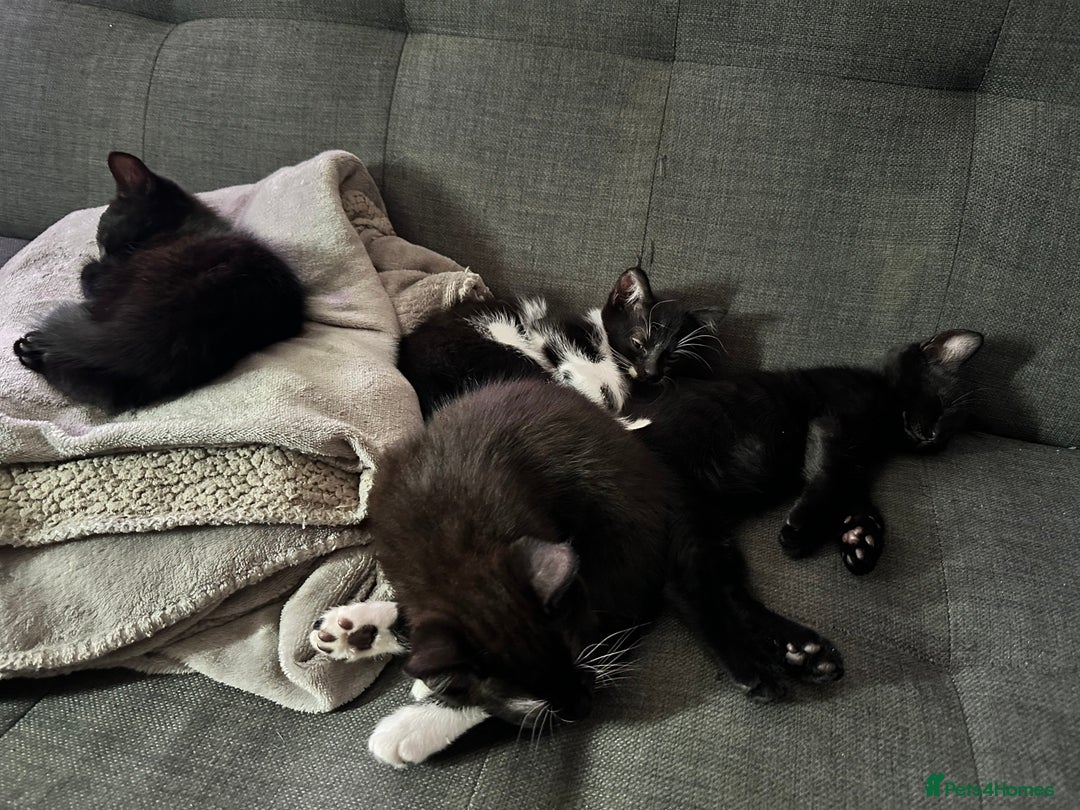British Shorthair cats for sale: 💕✨ 4 Kittens ready for a new home 💕✨ kitten - Image 20