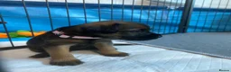 Border Terrier dogs for sale: **Border Terrier Puppies** in Glasgow - Advert 13