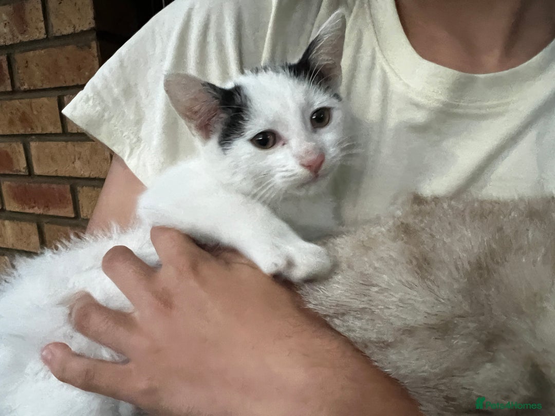 Mixed Breed cats for sale: Loving home only for a tiny happy boy - Image 6