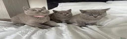 British Shorthair cats for sale: British short hair kittens  - Advert 9