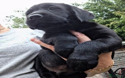 Labrador Retriever dogs for sale: six boys and six girls - Image 8