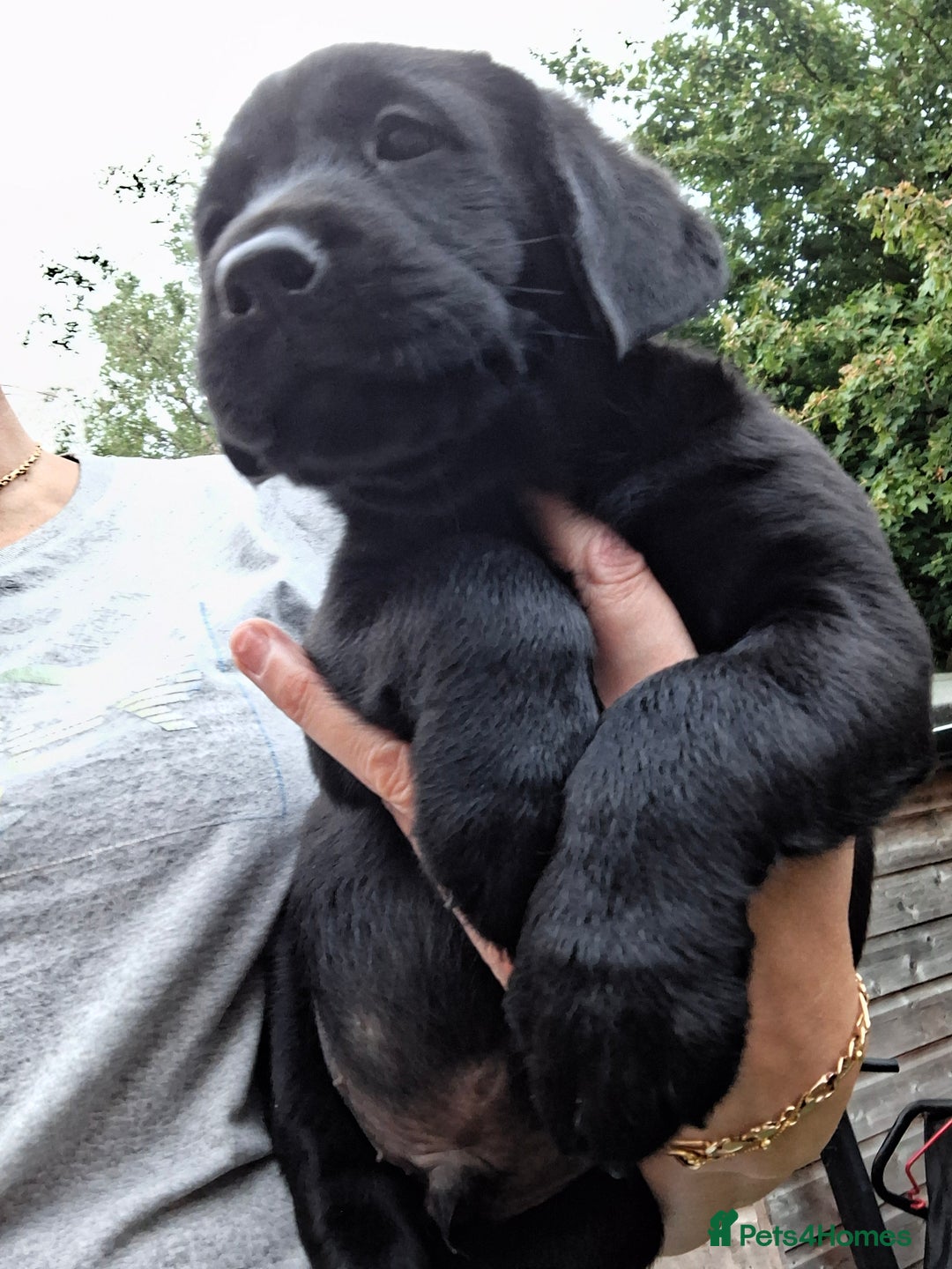 Labrador Retriever dogs for sale: six boys and six girls - Image 8