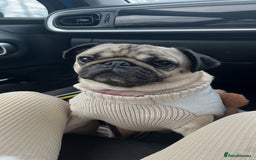 Pug dogs for sale: Pug Puppies for sale  - Image 1