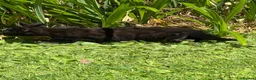 Mixed Breed cats for sale: Mum and 3 kittens for sale to good homes - Advert 11