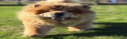 Chow Chow dogs for sale: 🐾💙BEAUTIFUL BLUE CHOW CHOW PUPPIES🐾💙 - Advert 18