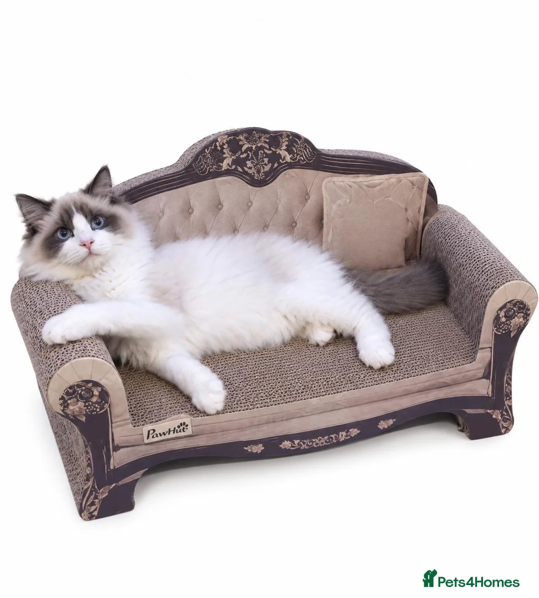 Ragdoll cats for sale: 💙seal bi colour ragdoll💙 - Advert 1